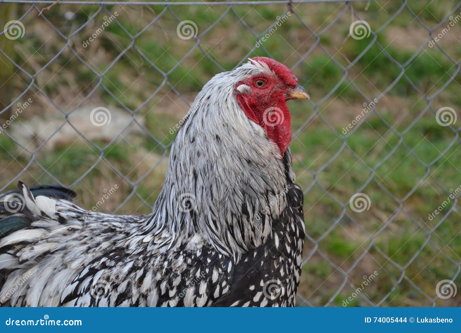 Close Up of Rooster on the Traditional Rural Farmyard Stock Photo