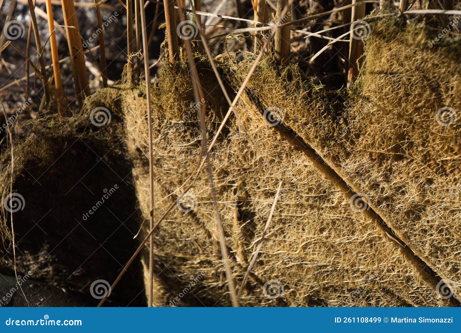 Drained Pond with a Root System of Reeds Stock Image Image of network, root 261108499
