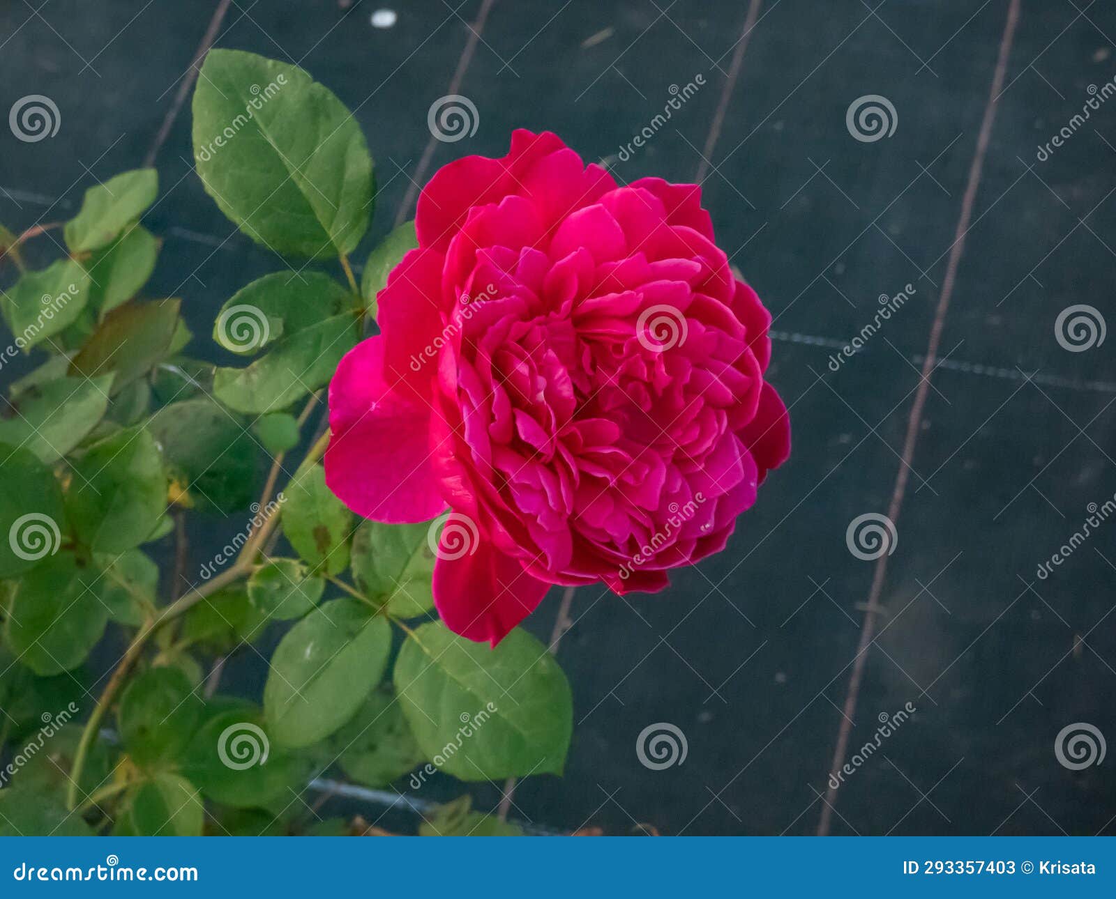 rose bred by david austin 'sophy's rose' flowering with large, crimson-pink, rosette-d flowers in a park