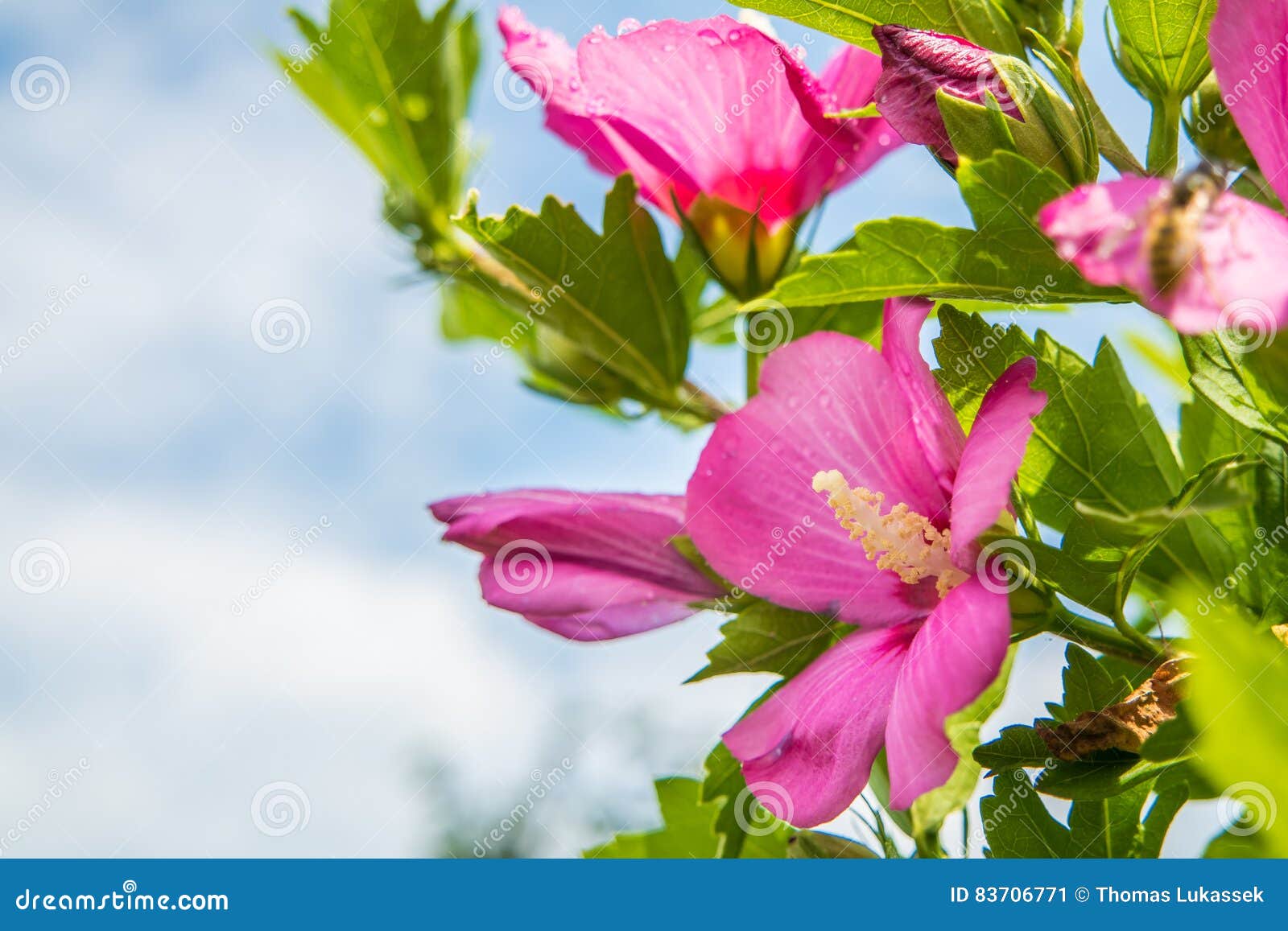 close up of a rose mallow