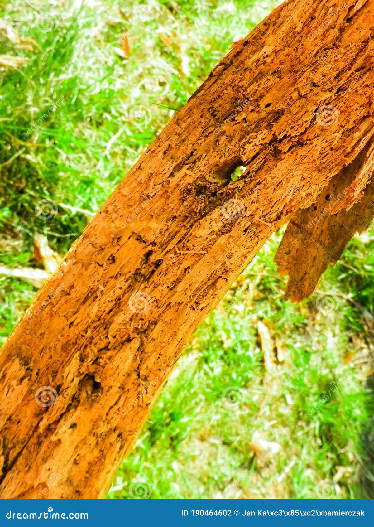 Close up of rotten wood stock photo. Image of environmental 190464602