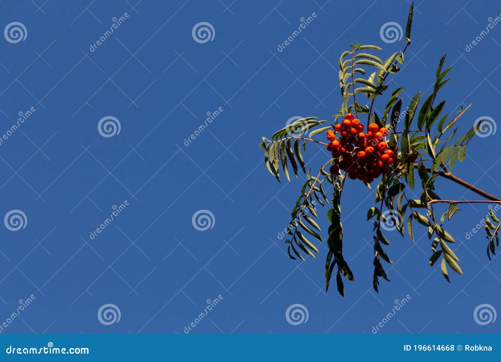 close up of rowanberry on a branch, also called mountain ash, sorbus aucuparia or vogelbeere. with blue sky and copy space