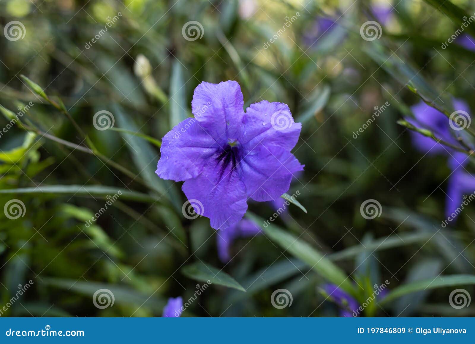 parts Rendition Signal Close Up of Ruellia Simplex in Tropical Garden. Mexican Petunia, Mexican Bluebell or Britton`s Wild Petunia. Flowers Blossom Stock Image - Image of background, bluebell: 197846809 parts Rendition Signal Close Up of Ruellia Simplex in Tropical Garden. Mexican Petunia, Mexican Bluebell or Britton`s Wild Petunia. Flowers Blossom Stock Image - Image of background, bluebell: 197846809