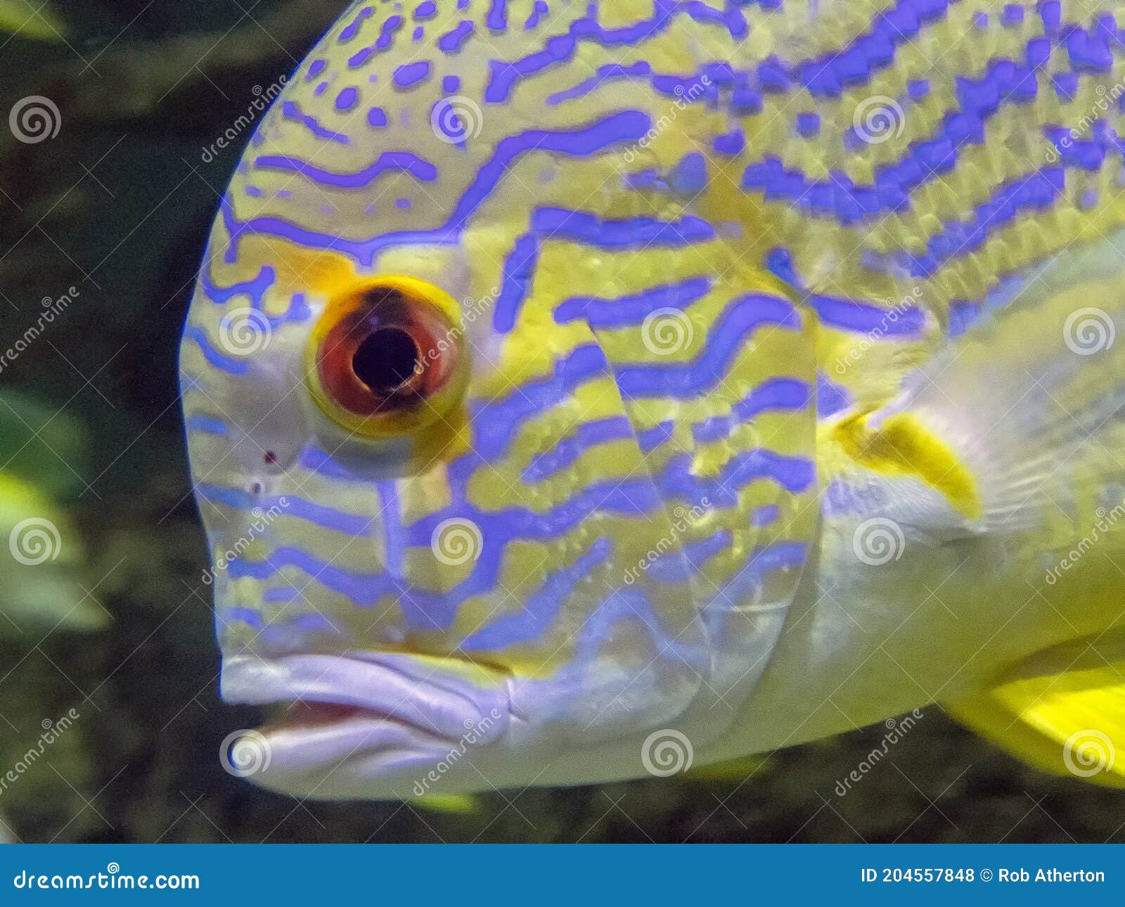a sailfin snapper symphorichthys spilurus