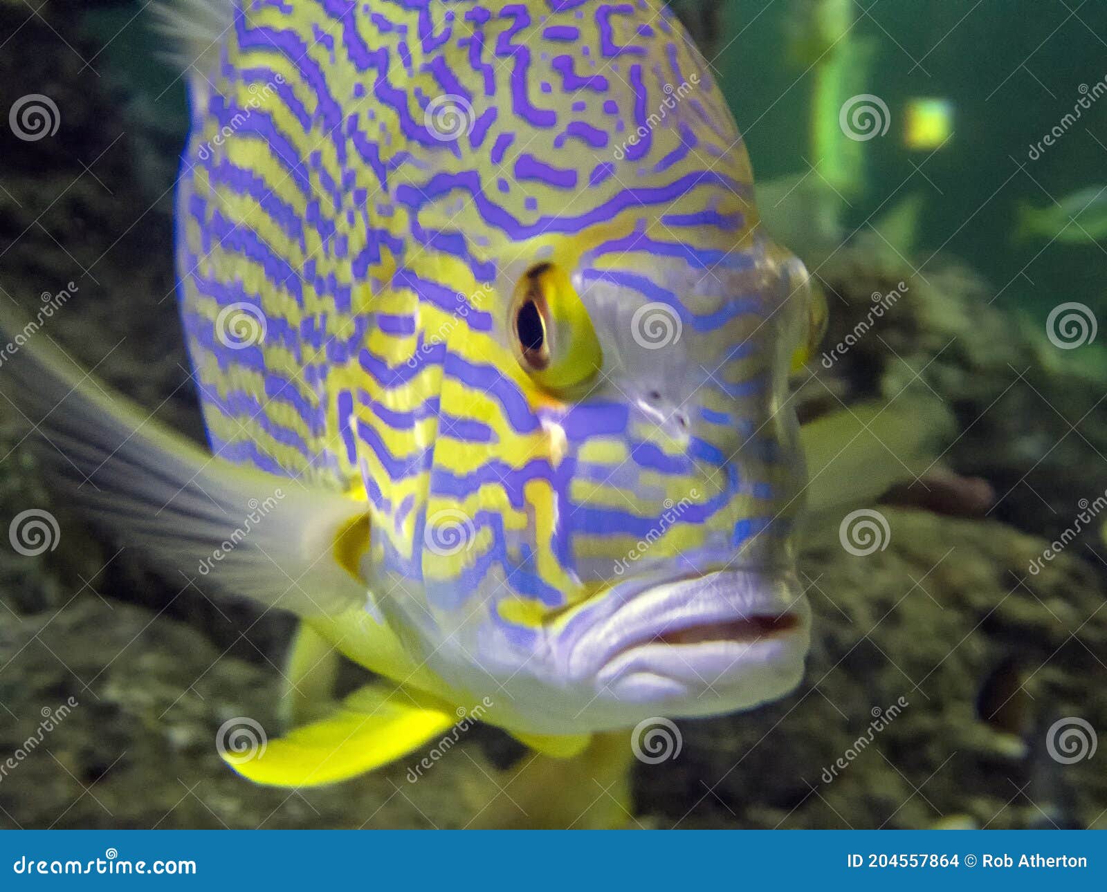 a sailfin snapper symphorichthys spilurus