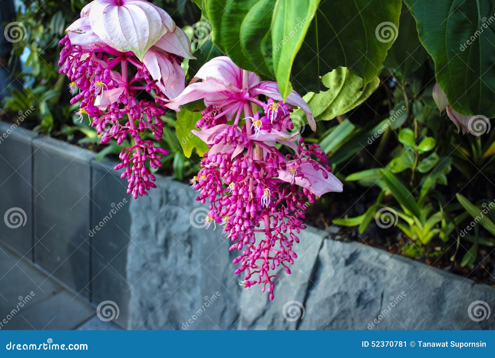 Close Up of Sakae Naa Flower Stock Image Image of garden, leaf 52370781