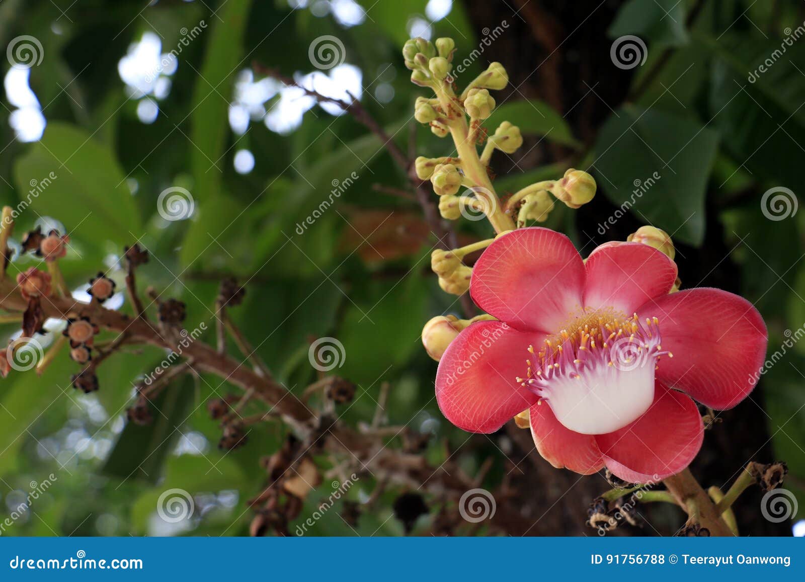 Close Up Sal Flowers in the Garden Stock Photo Image of flora, cannonball 91756788