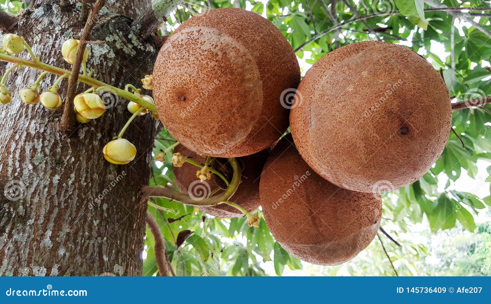 ◆sala tree◆ Close-up Sala Tree, Shorea Robusta, Flower and Fruit Stock