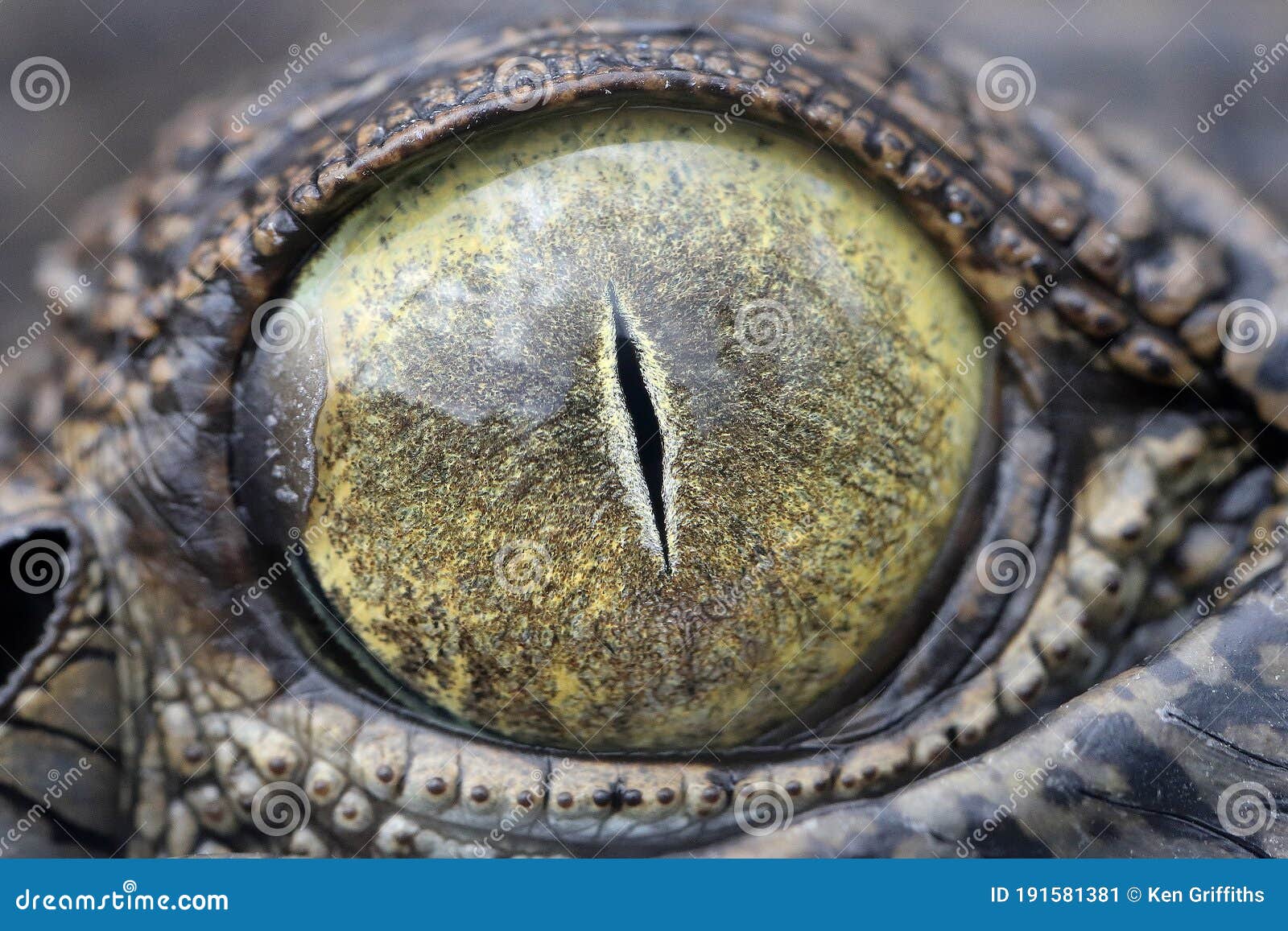 saltwater crocodile