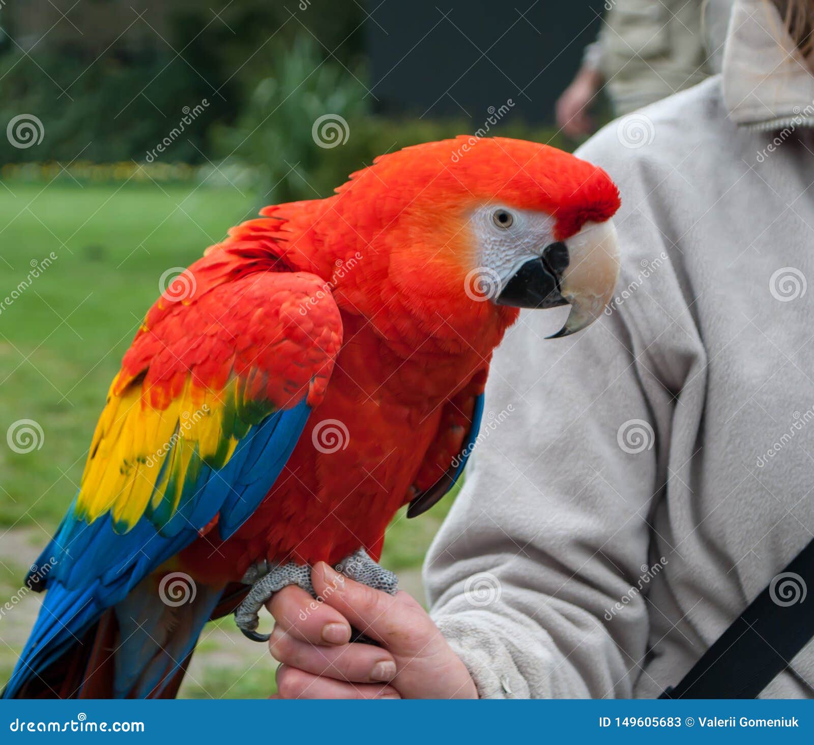 Close-up of the Scarlet Macaw, Macao, Sitting on the Stock Image - Image of colorful, macaw: