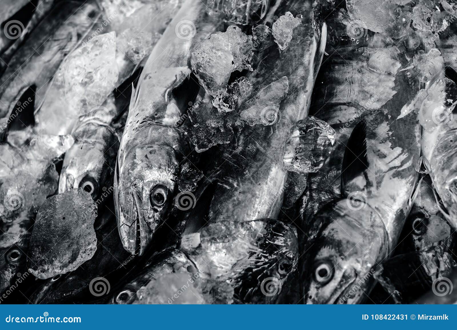 Close Up of Scomberomorus Cavalla, King Mackerel Fish in the Market ...