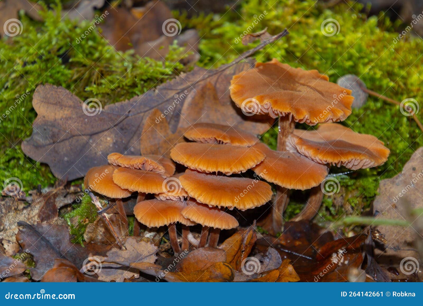 close up of a scurfy twiglet mushroom also called tubaria furfuracea or gemeiner trompetenschnitzling