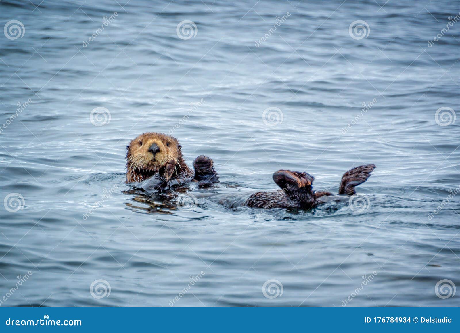 Close Up Of A Sea Otter In The Ocean In Tofino Vancouver Island British Columbia Canada Stock