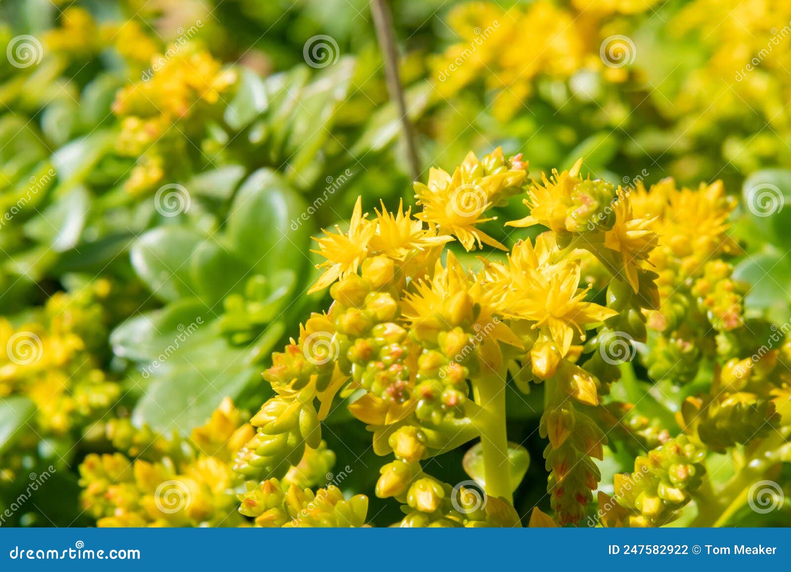 Sedum confusum flowers stock photo. Image of color, natural - 247582922
