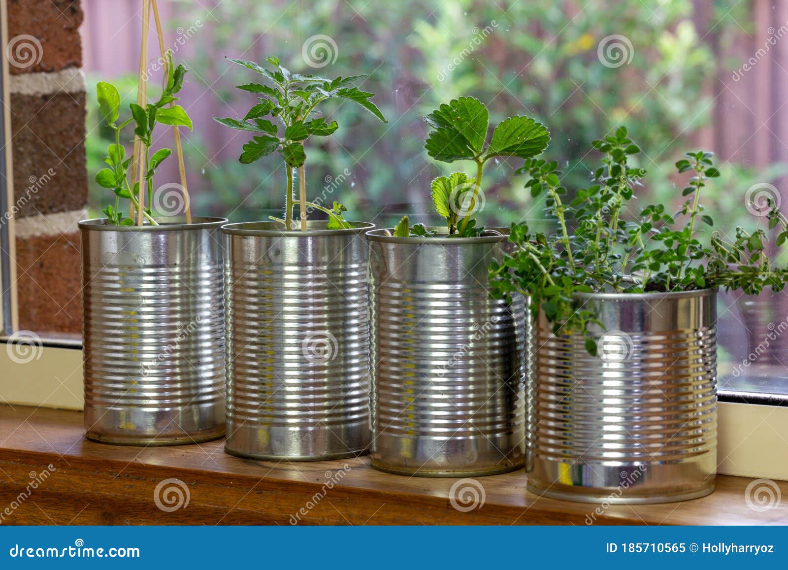 close up of seedlings growing in reuse tin cans and toilet roll
