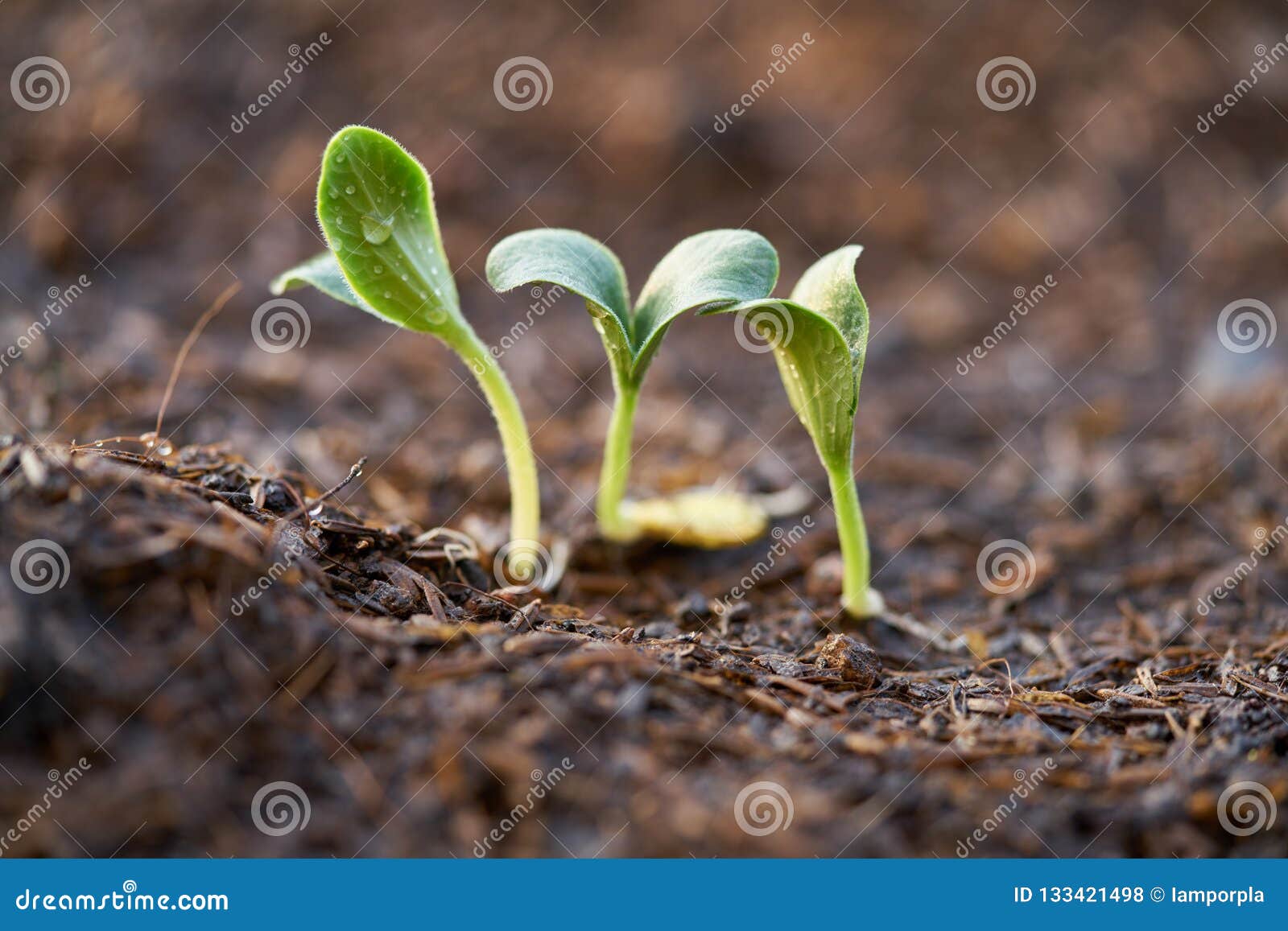 Close Up Seedlings of Pumpkin Stock Photo Image of fresh, life 133421498
