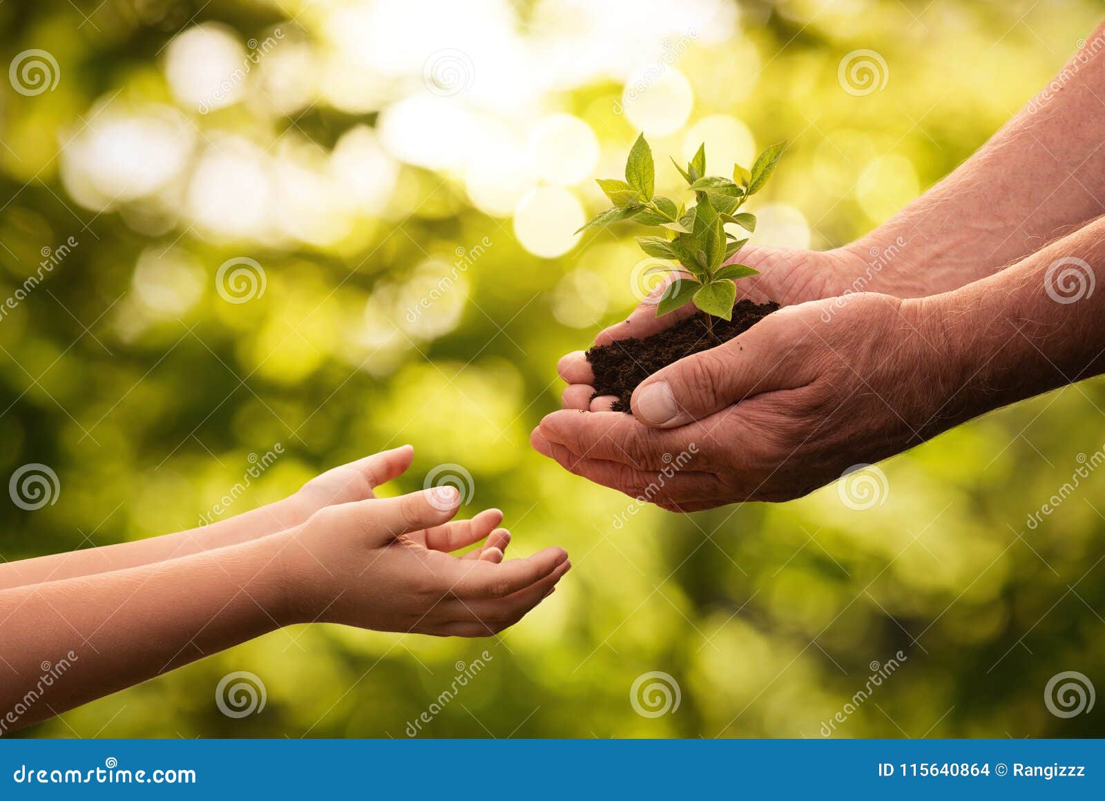 close up of senior hands giving small plant to a child