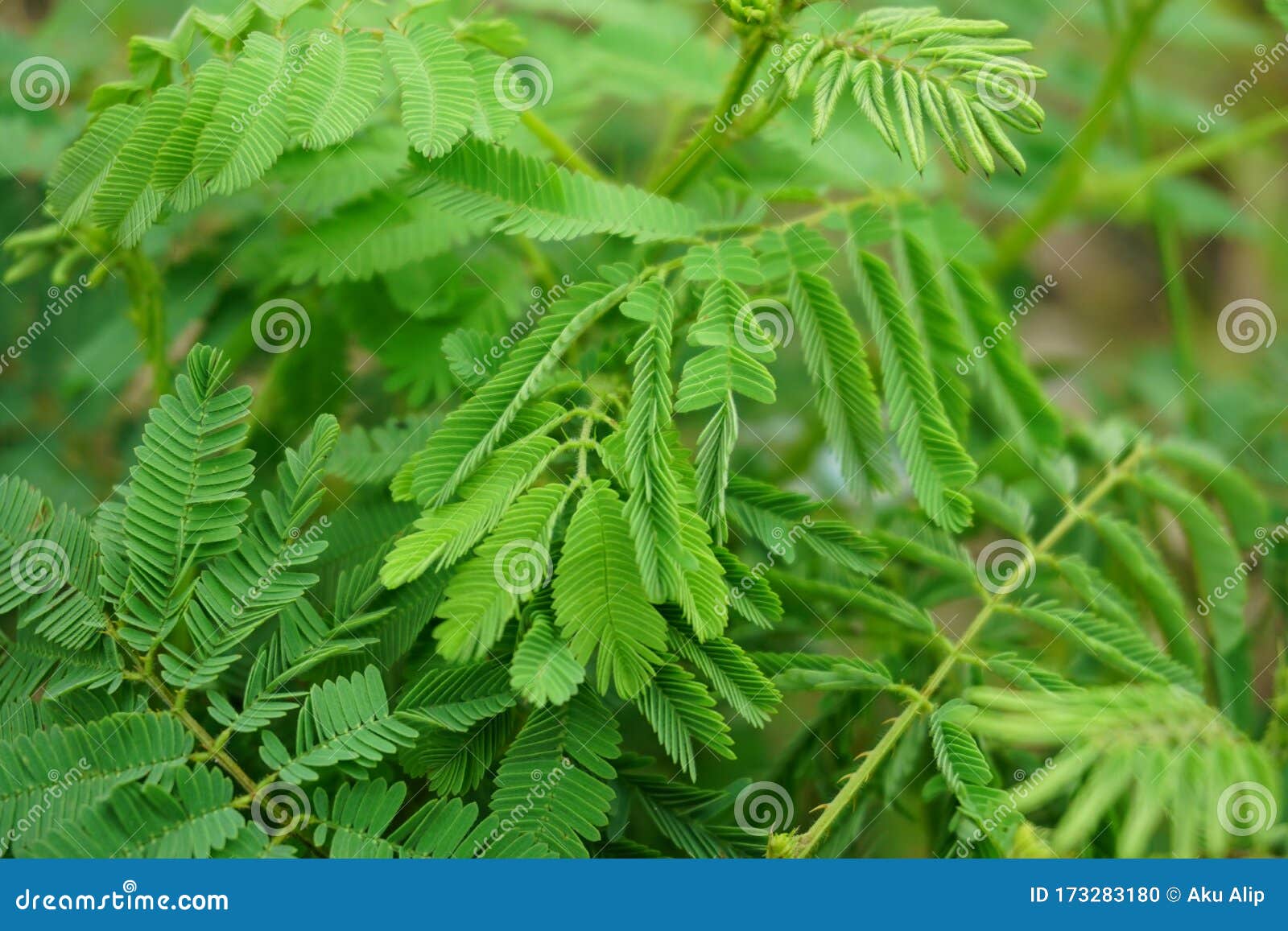 Mimosa pudica plant stock photo. Image of round, shape - 173283180