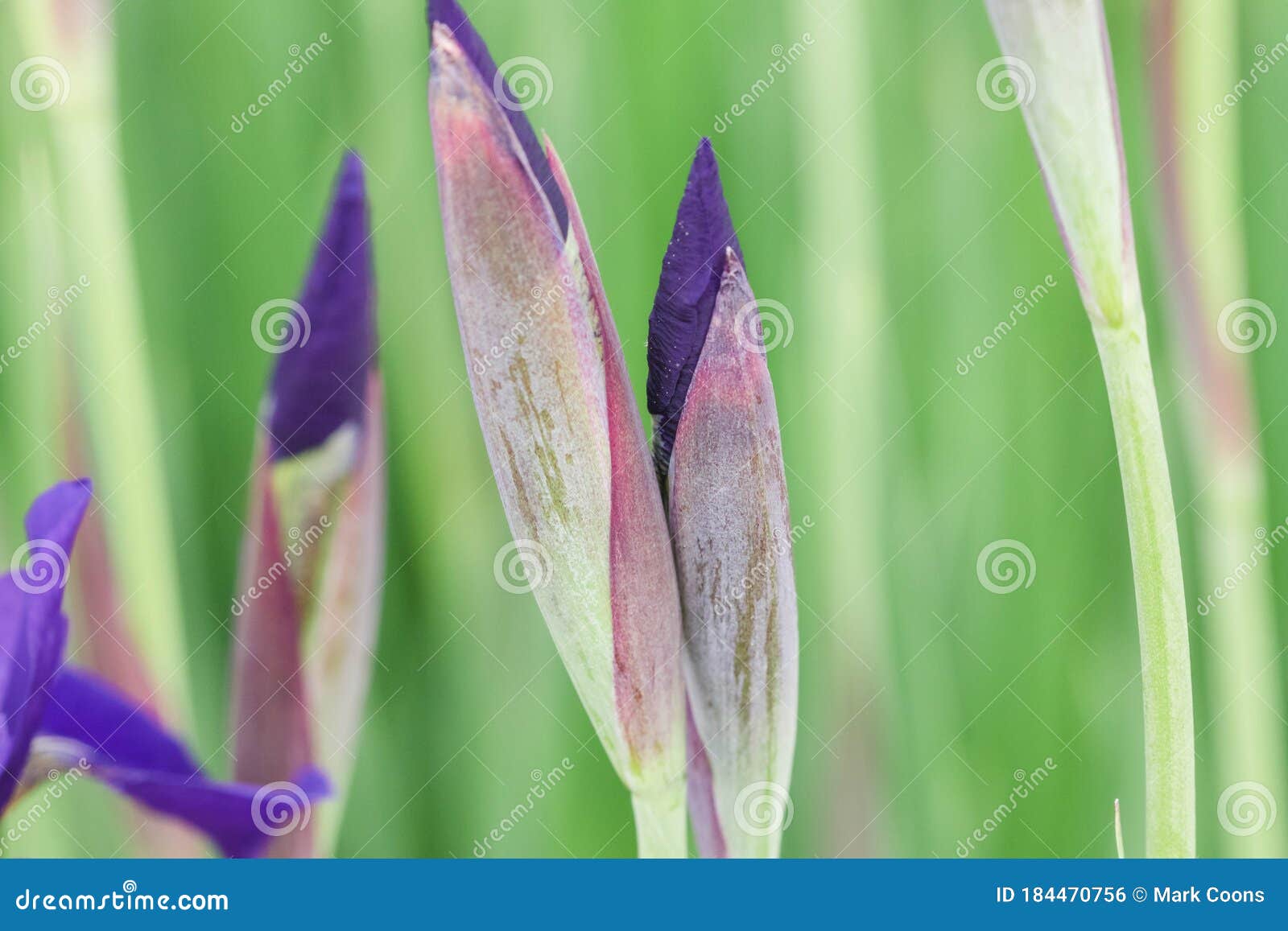 close up of several japanese iris blooms just before they open