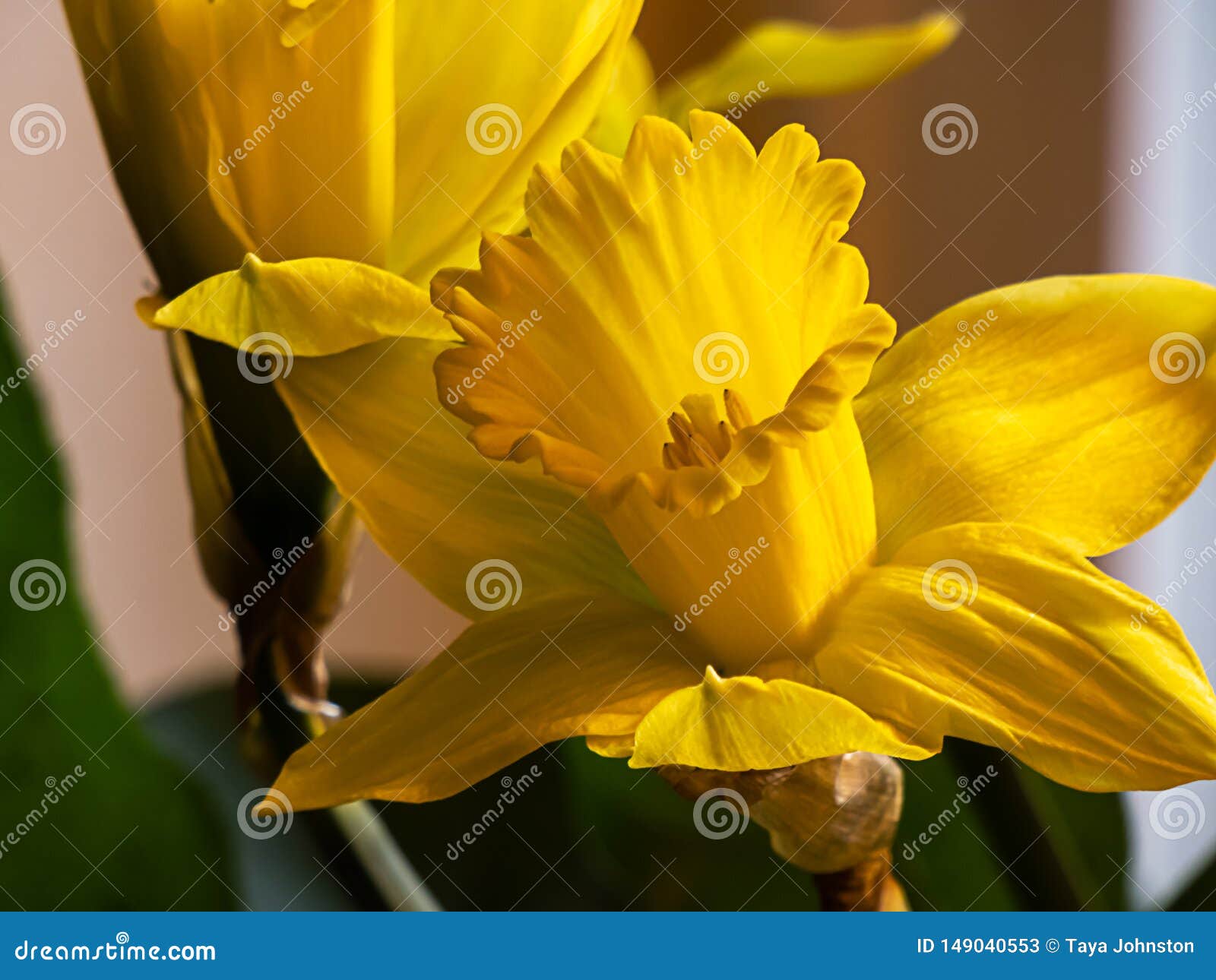 Close Up of Several Yellow Daffodils in Full Bloom Stock Image - Image ...