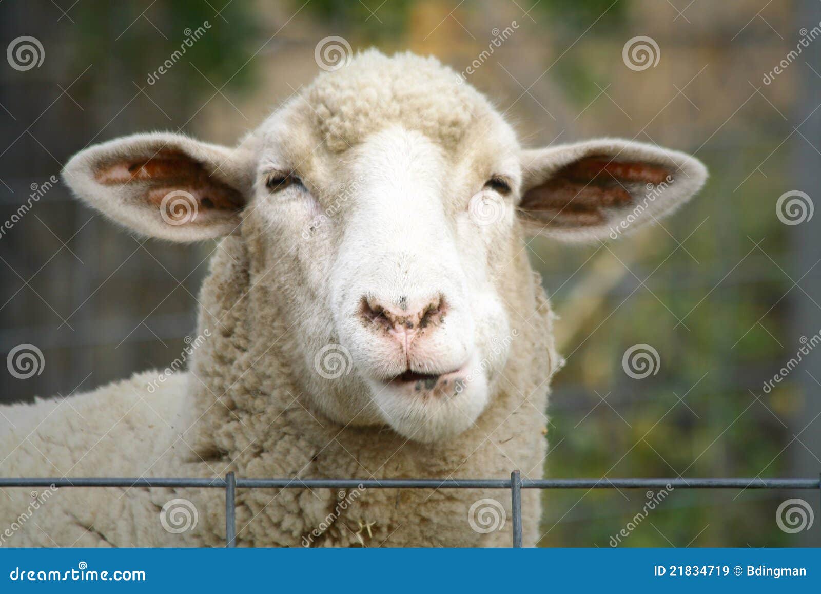 close up of a sheep