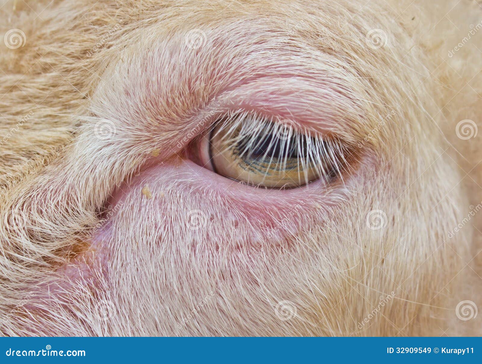 Close Up Sheep Eye Royalty Free Stock Images Image 32909549