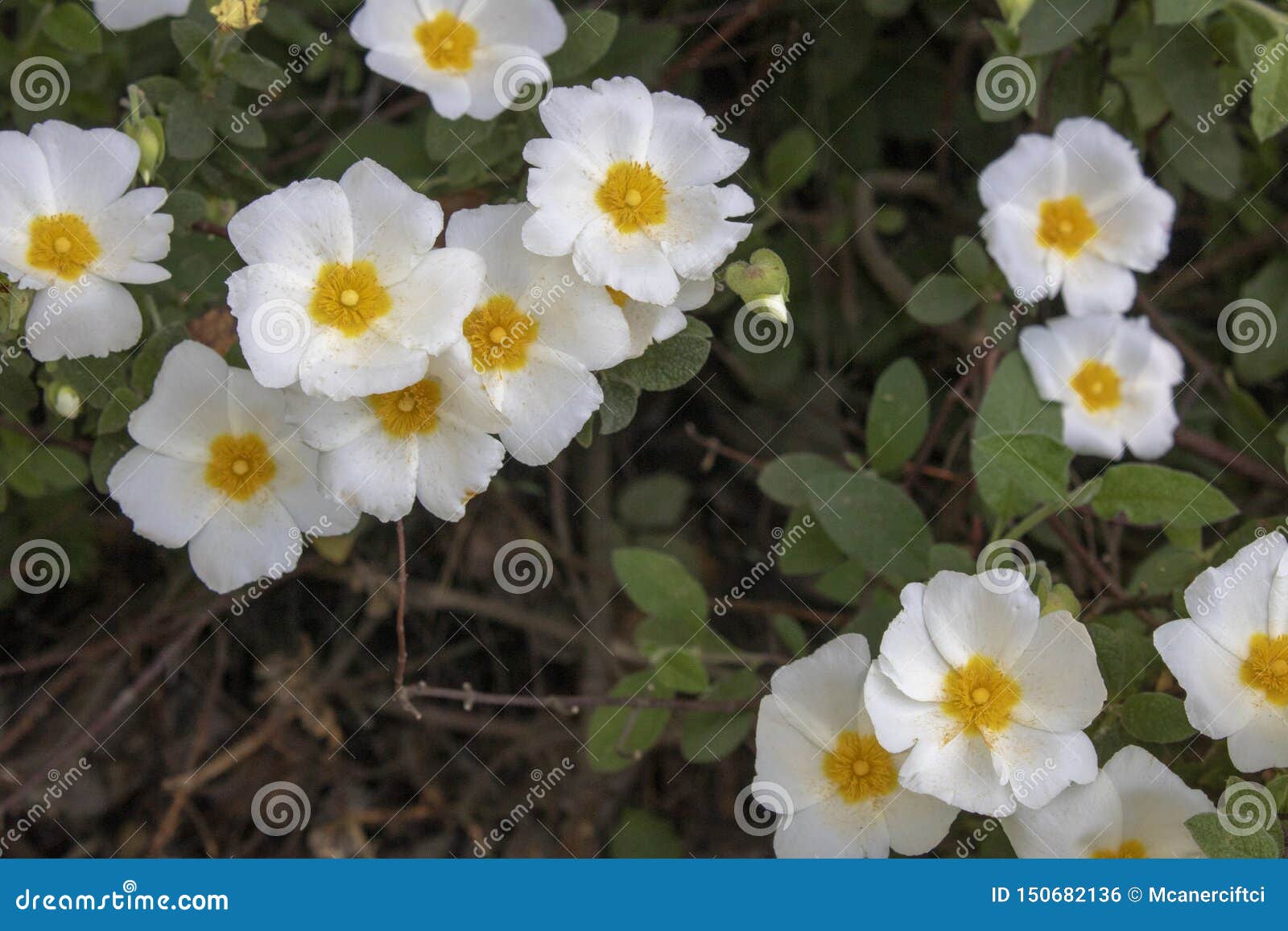 close-up shoot of salvia cistus flower