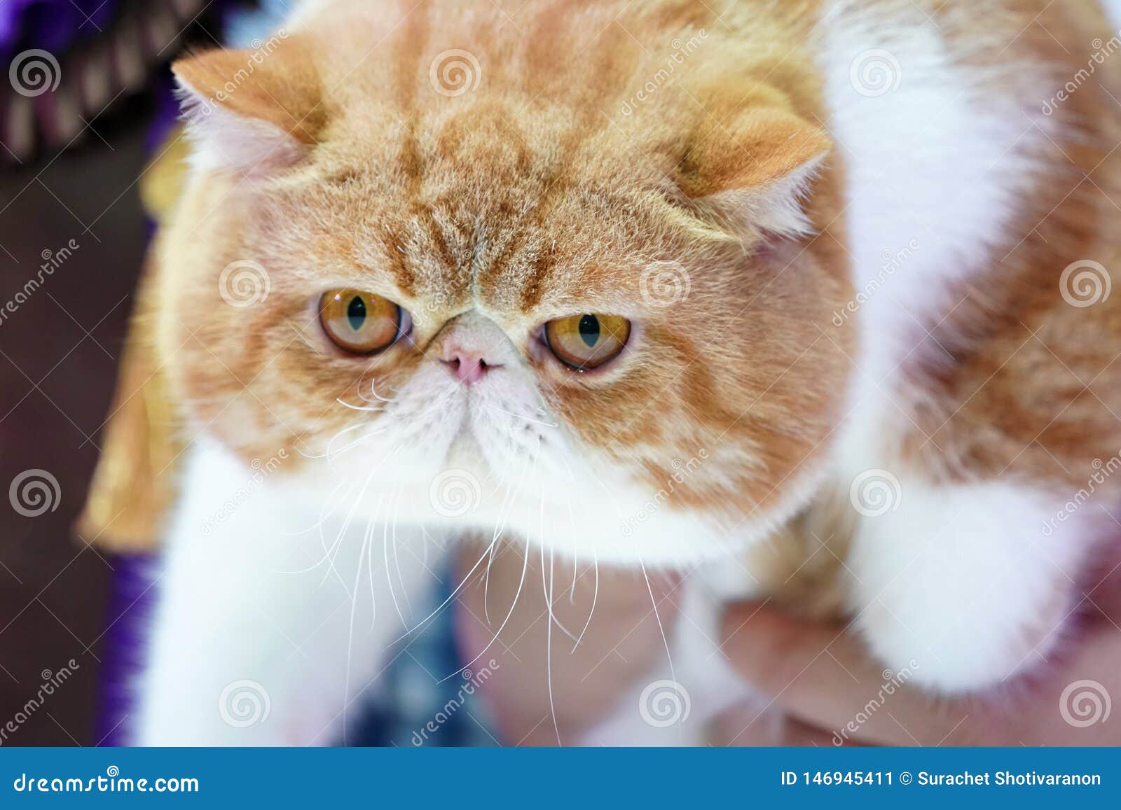 orange and white persian cat