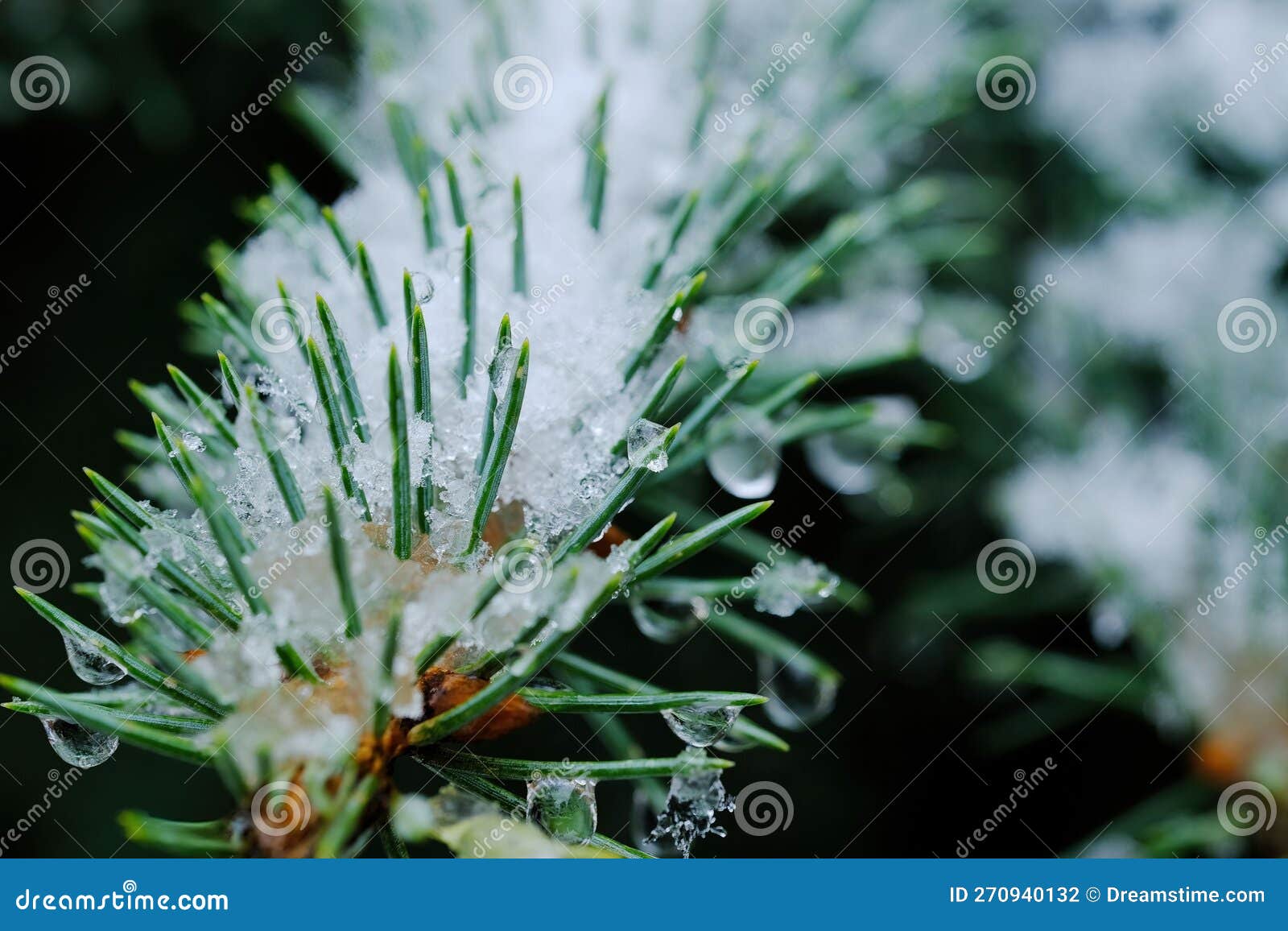 close-up shot of abies firma leaves with snow on them