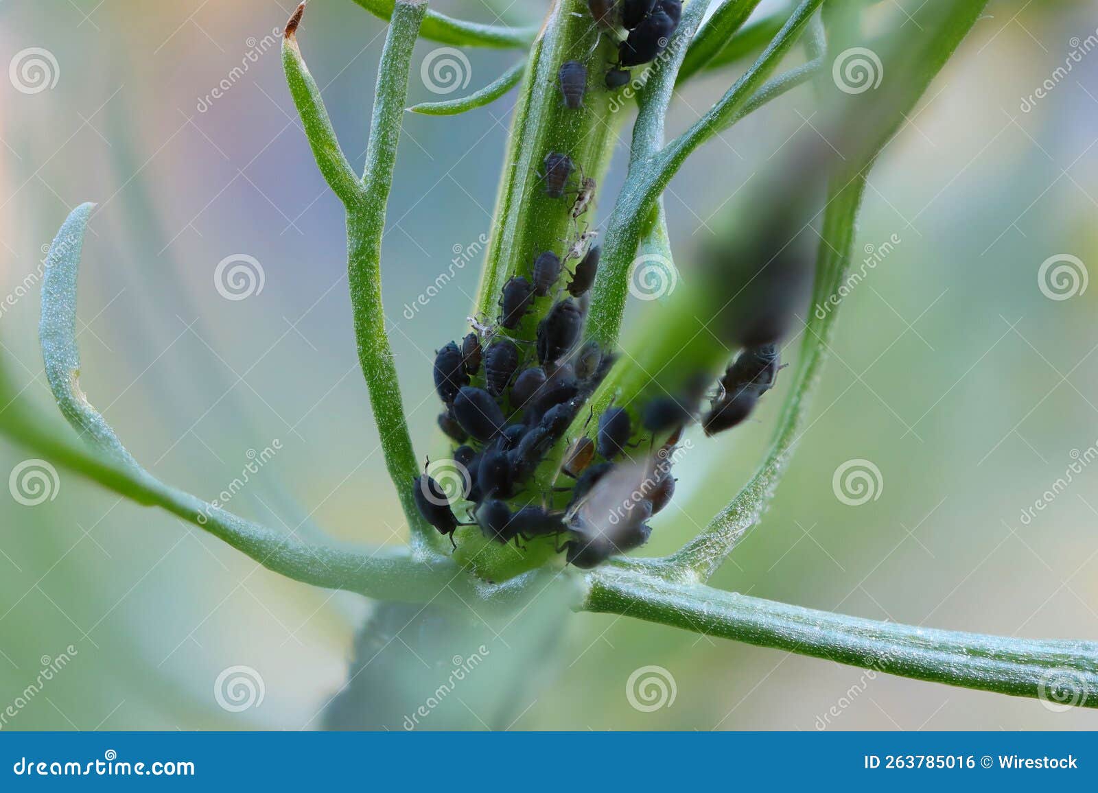 Closeup Shot of Aphids on a Plant Stock Photo Image of aphids, bloom