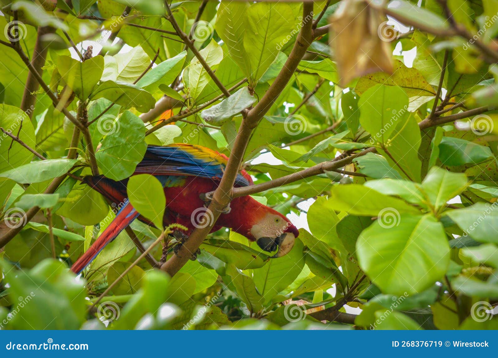 Closeup Shot of an Ara Parrot on a Tree and Eating a Walnut Stock