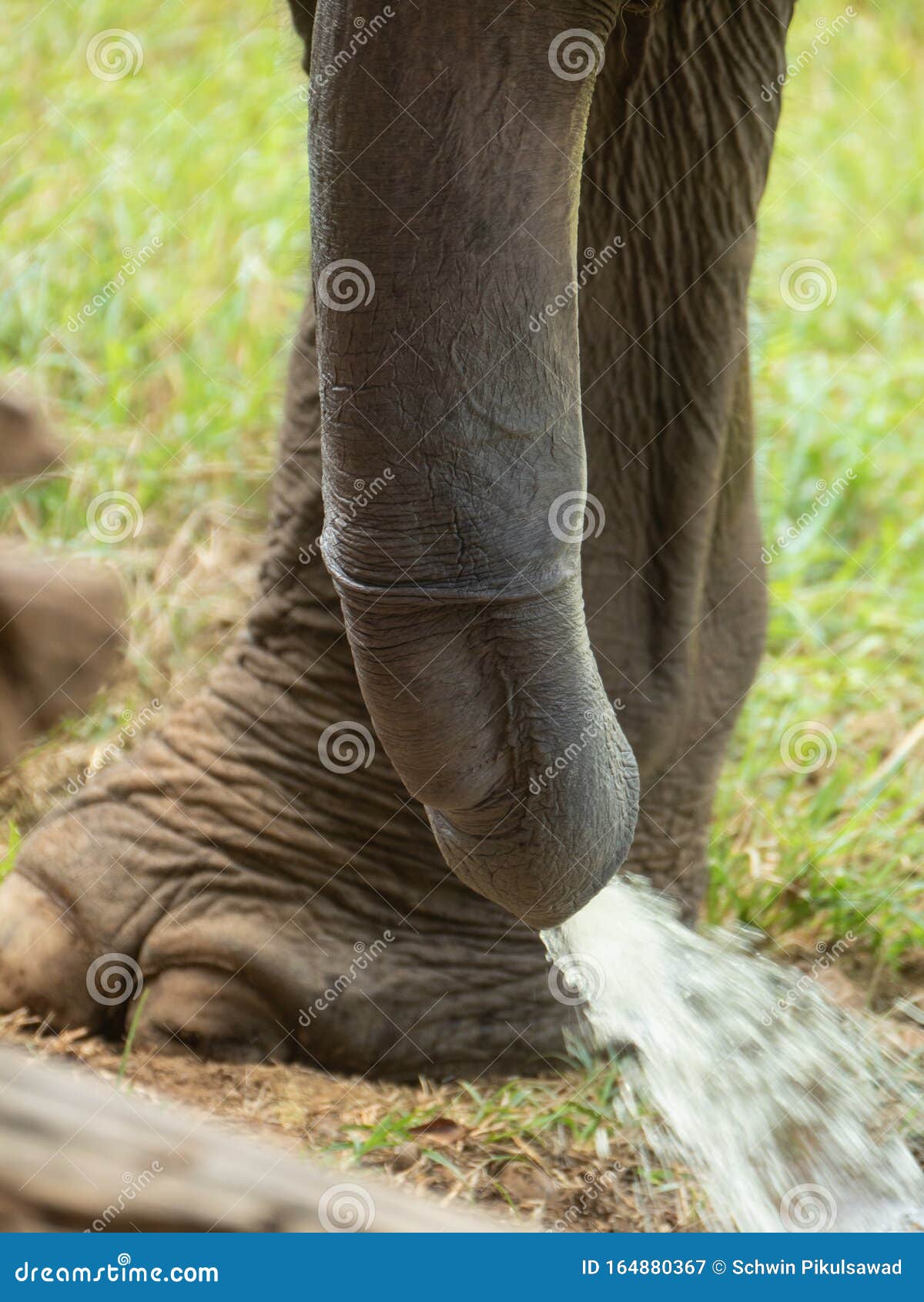 Elefanten Penis