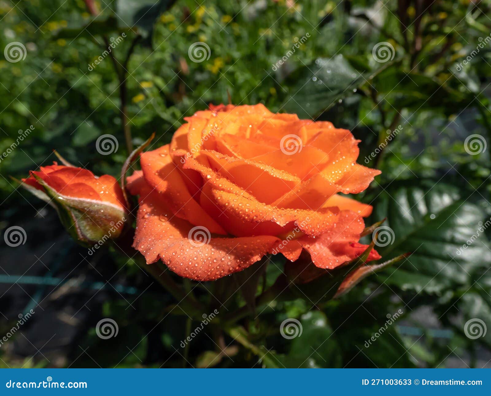 close-up shot of bright orange spray rose 'alegria' in garden scenery in summer