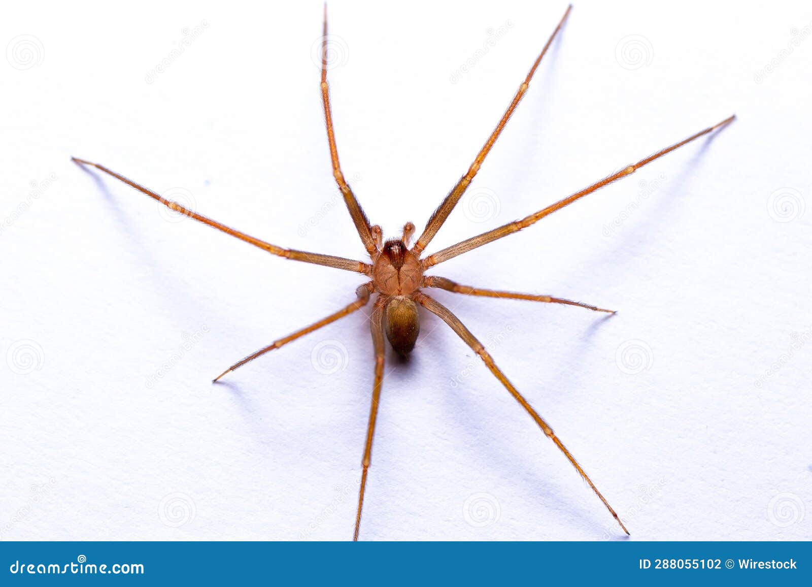 Close-up of a Recluse, Brown, or Violin Spider. Loxoceles Perched on a