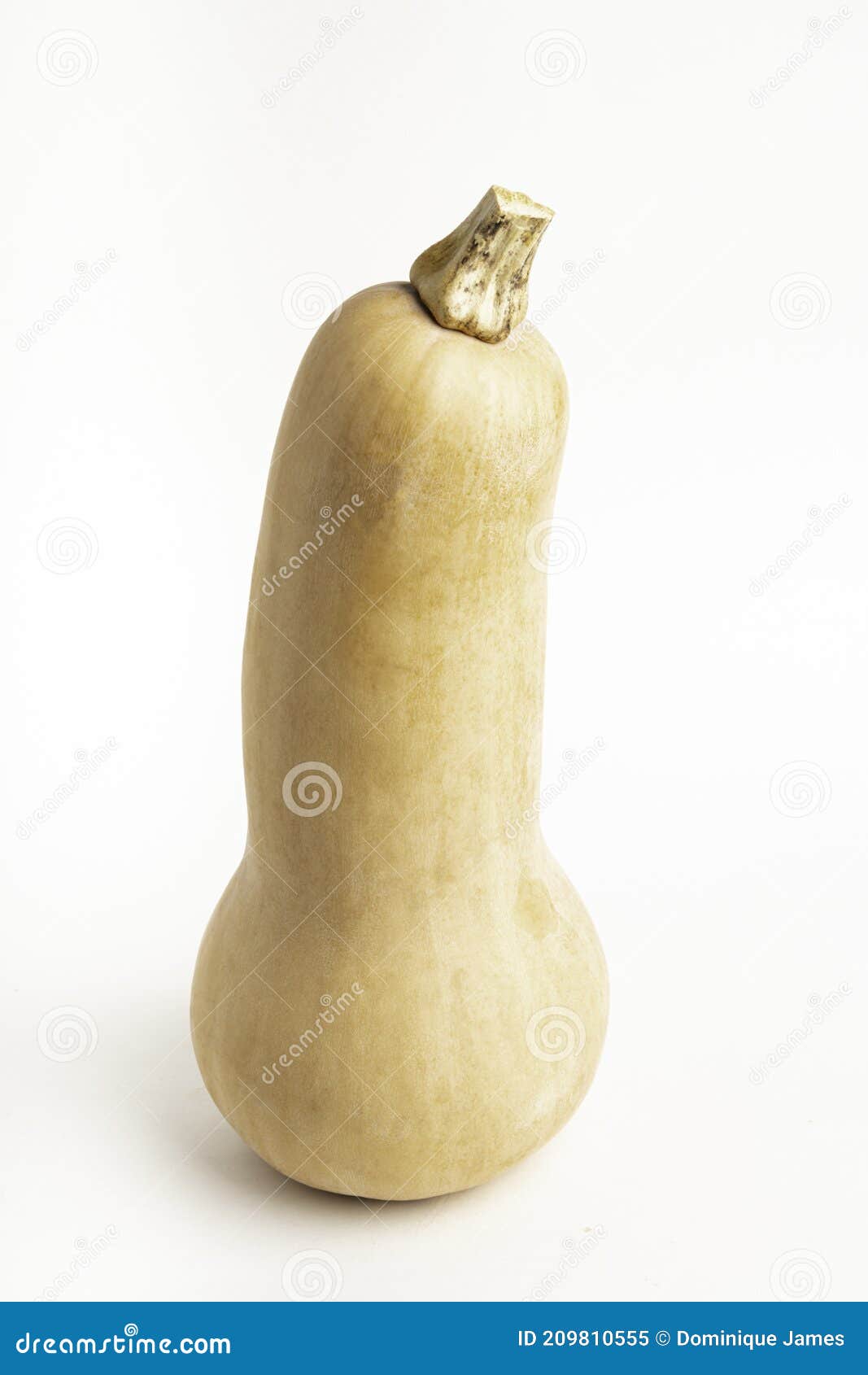 butternut squash on white background