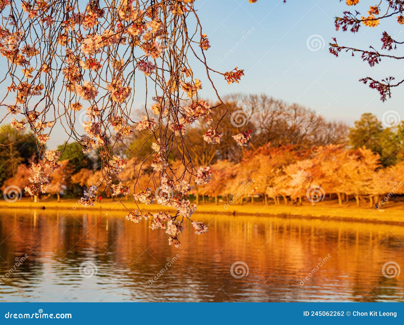 Close Up Shot of Cherry Tree Blossom Stock Photo Image of national