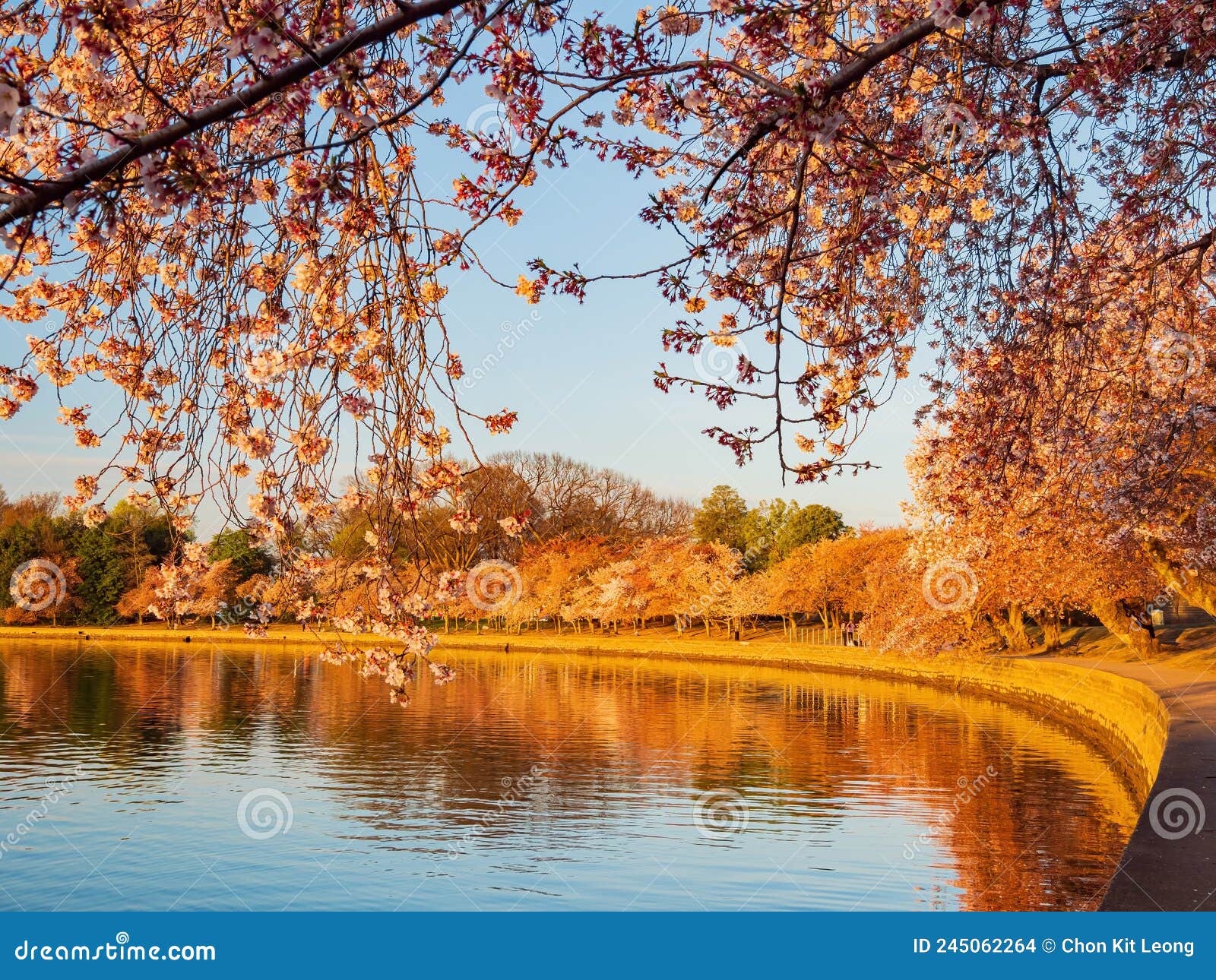 Close Up Shot of Cherry Tree Blossom Stock Photo Image of people