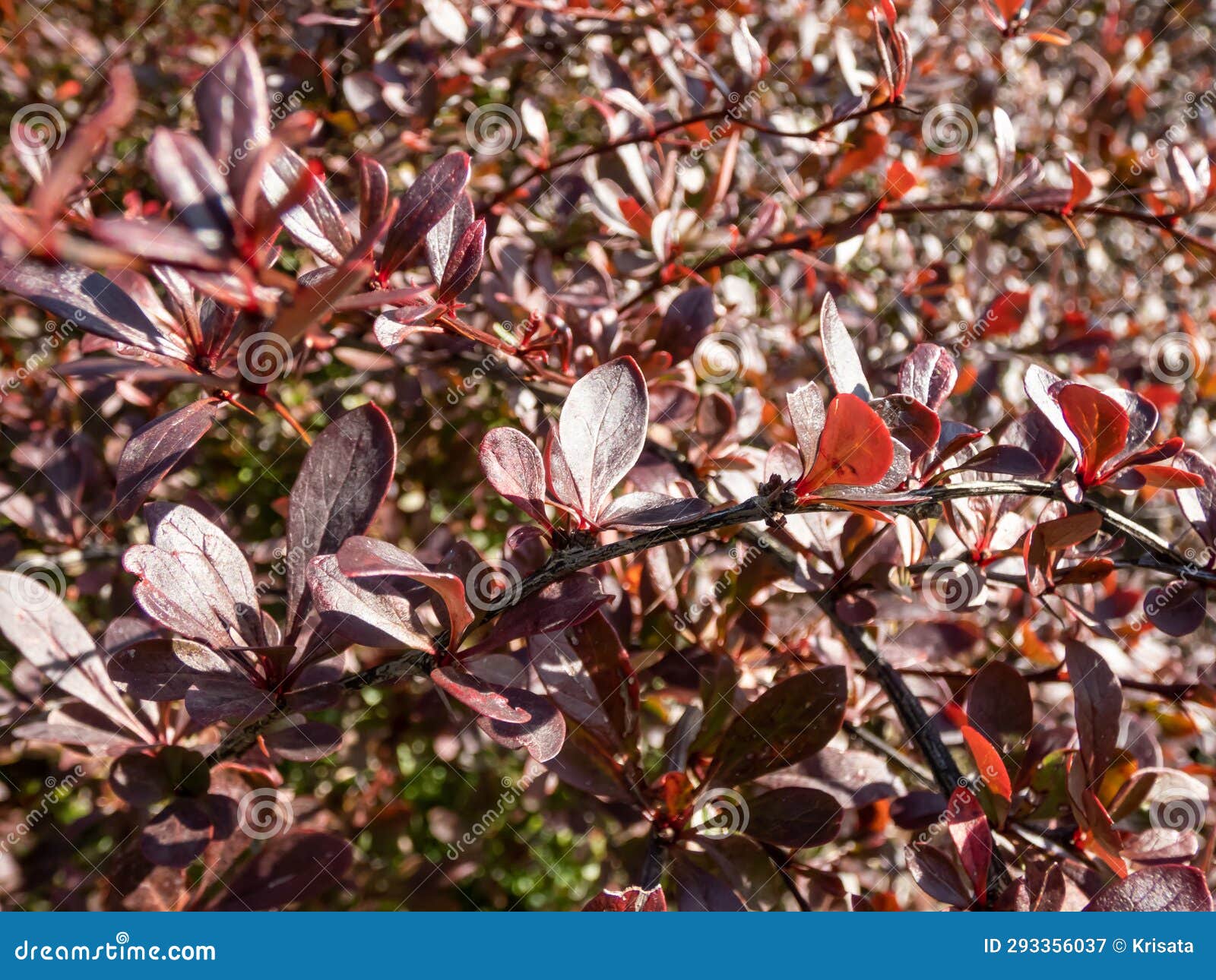 shrub (berberis thunbergii) 'red chief' with deep glossy red foliage growing in a park