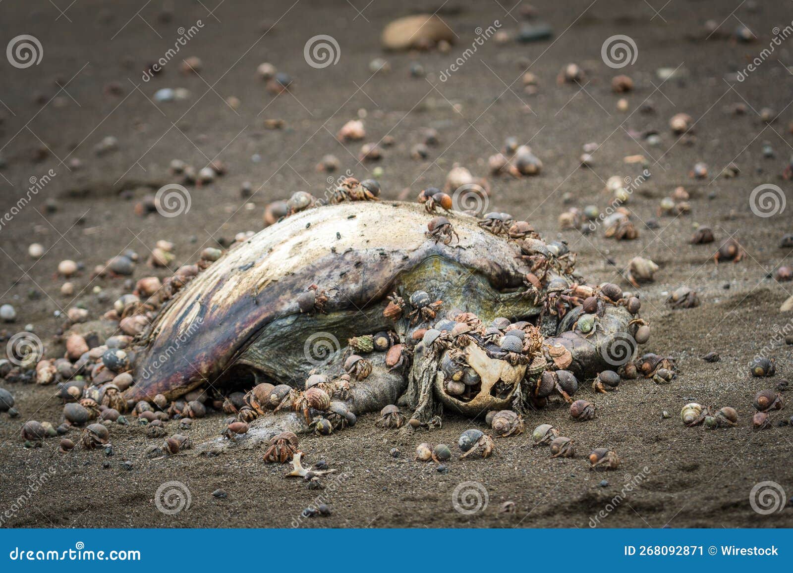 Closeup Shot of Crabs Eating a Dead Sea Turtle Stock Image Image of