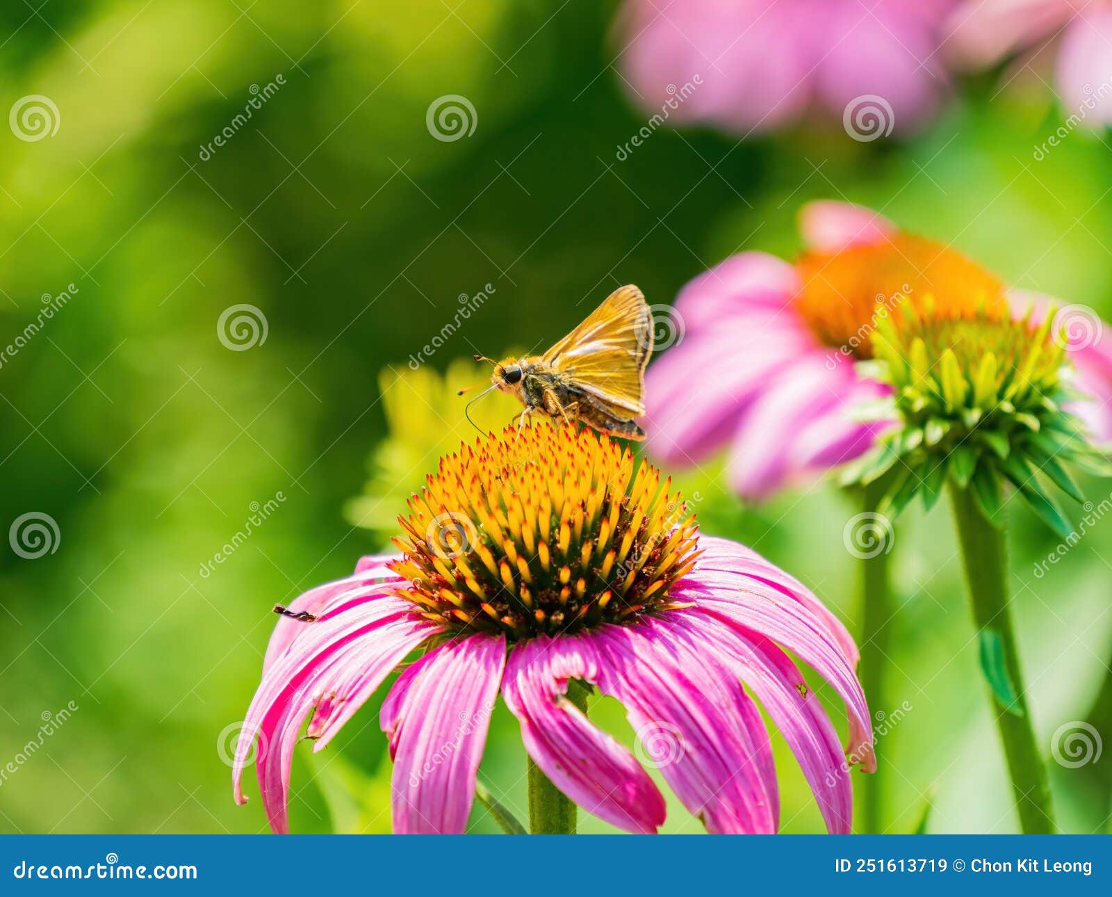 close up shot of dakota skipper butterfly in botanica, the wichita gardens