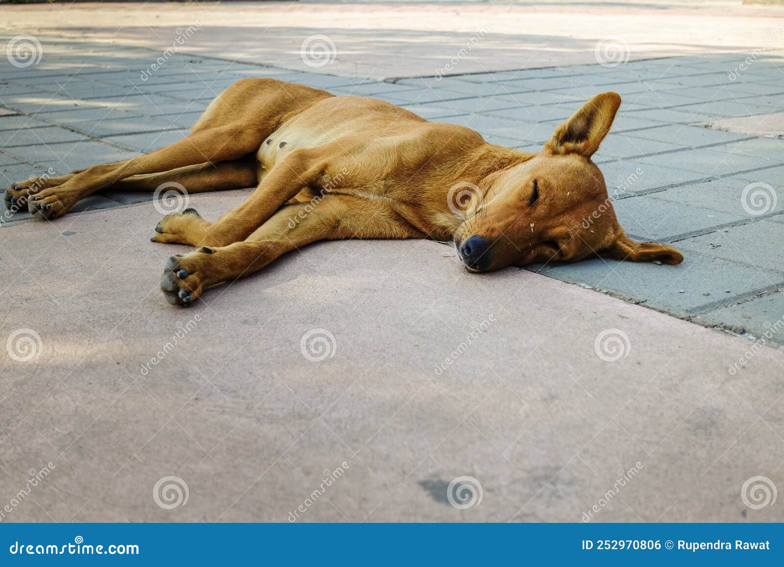 215 Street Dehradun Stock Photos - Free & Royalty-Free Stock Photos from Dreamstime 215 Street Dehradun Stock Photos - Free & Royalty-Free Stock Photos from Dreamstime