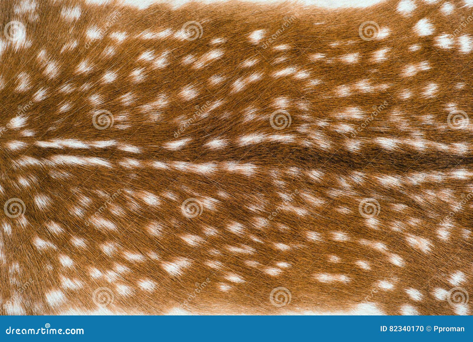 Close Up Shot of a Deer Fur Stock Photo Image of leather, outdoors