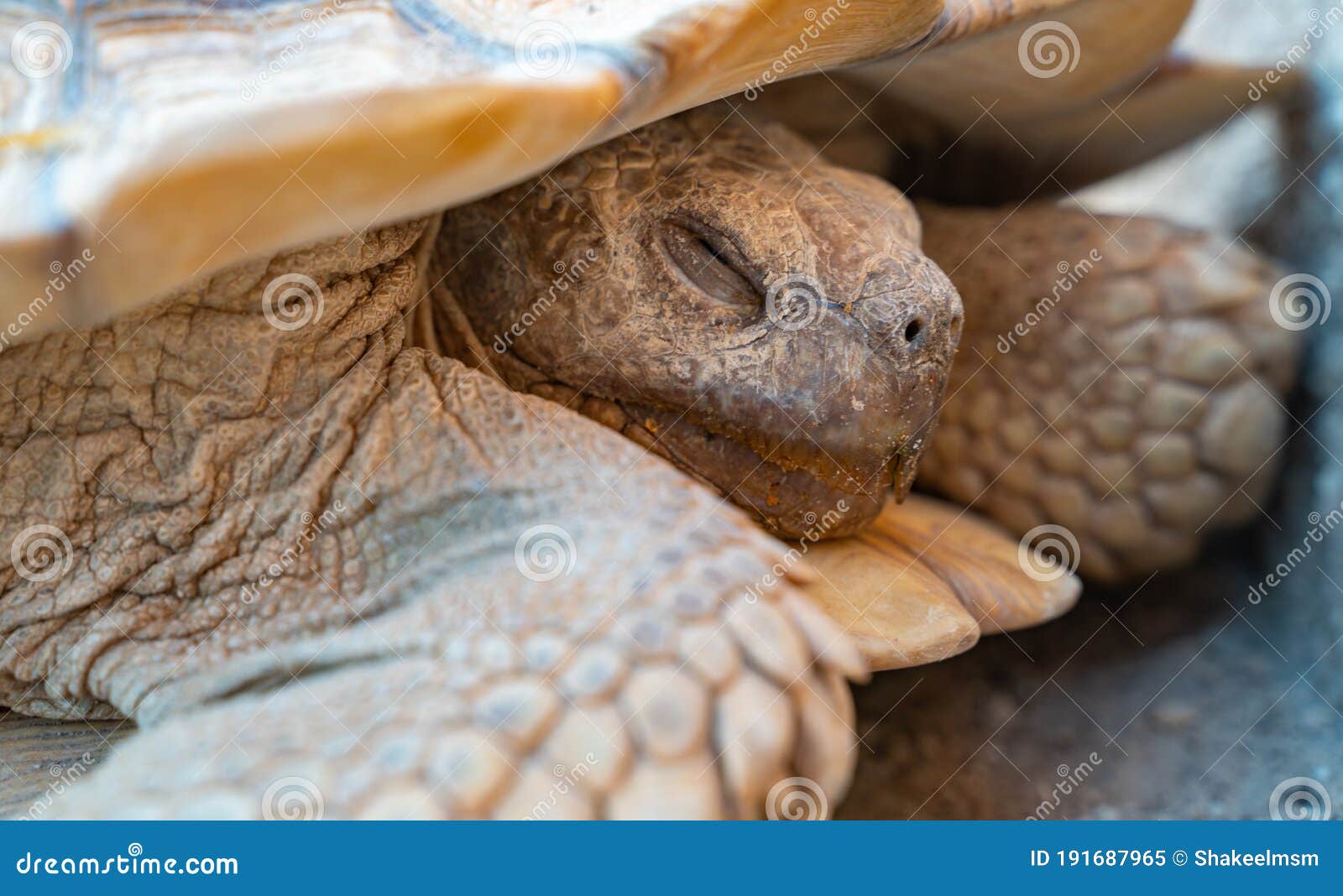 close up shot of desert tortoise gopherus agassizii and gopherus morafkai, also known as desert turtles, are two species of