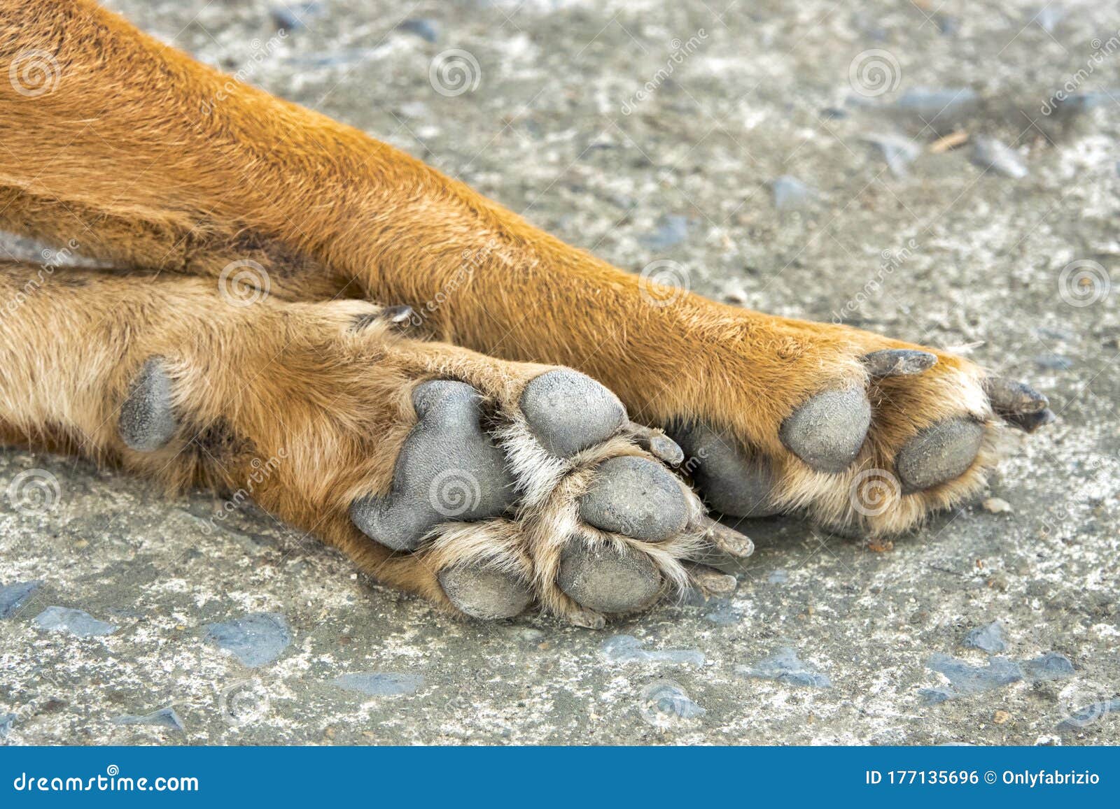 Paws stock photo. Image of close, metacarpal, domestic 177135696