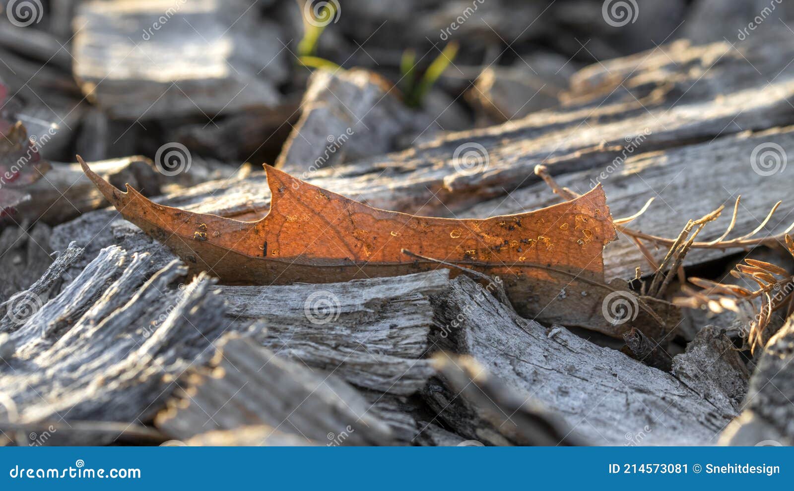 Close Up Shot of Dry Leaf in the Mulch Stock Image Image of autumn