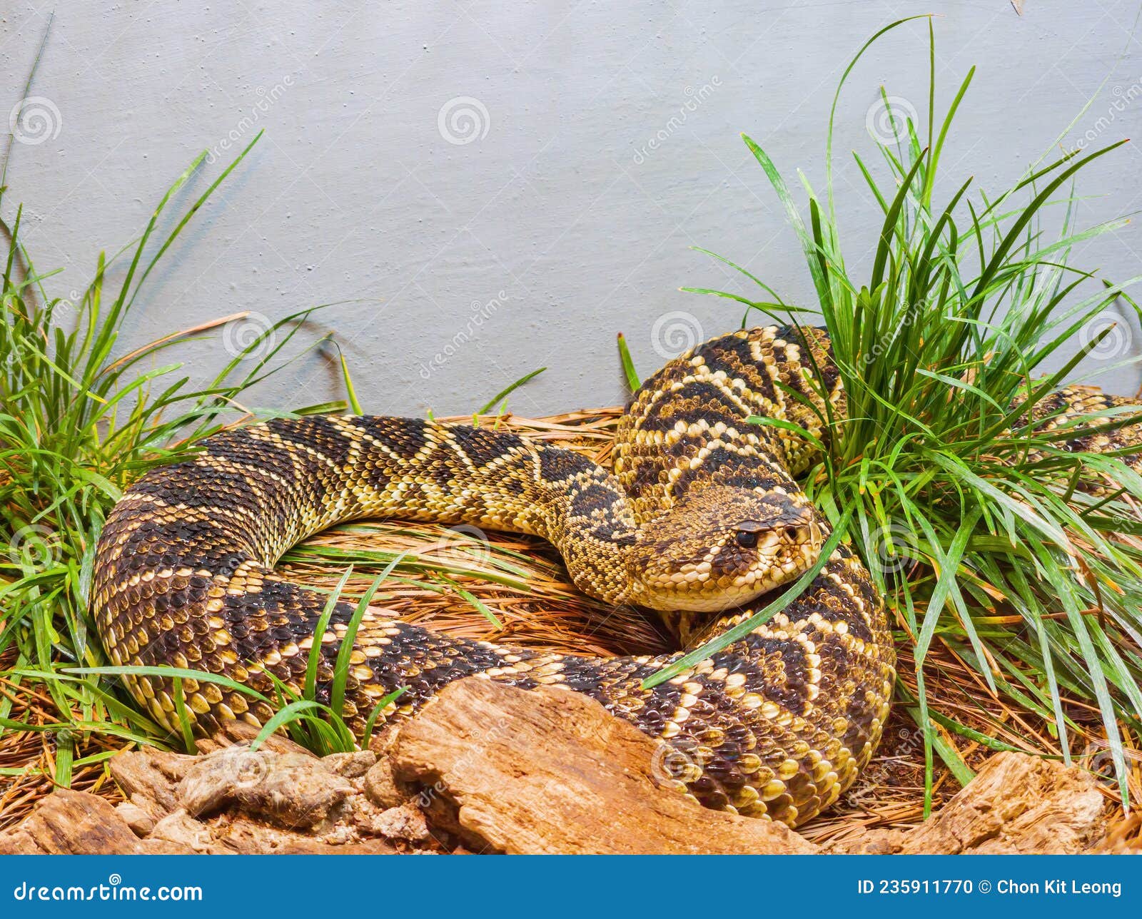 Close Up Shot of a Eastern Diamondback Rattlesnake Stock Photo Image