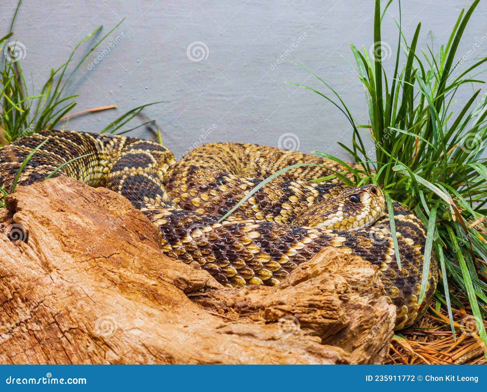 Close Up Shot of a Eastern Diamondback Rattlesnake Stock Photo Image