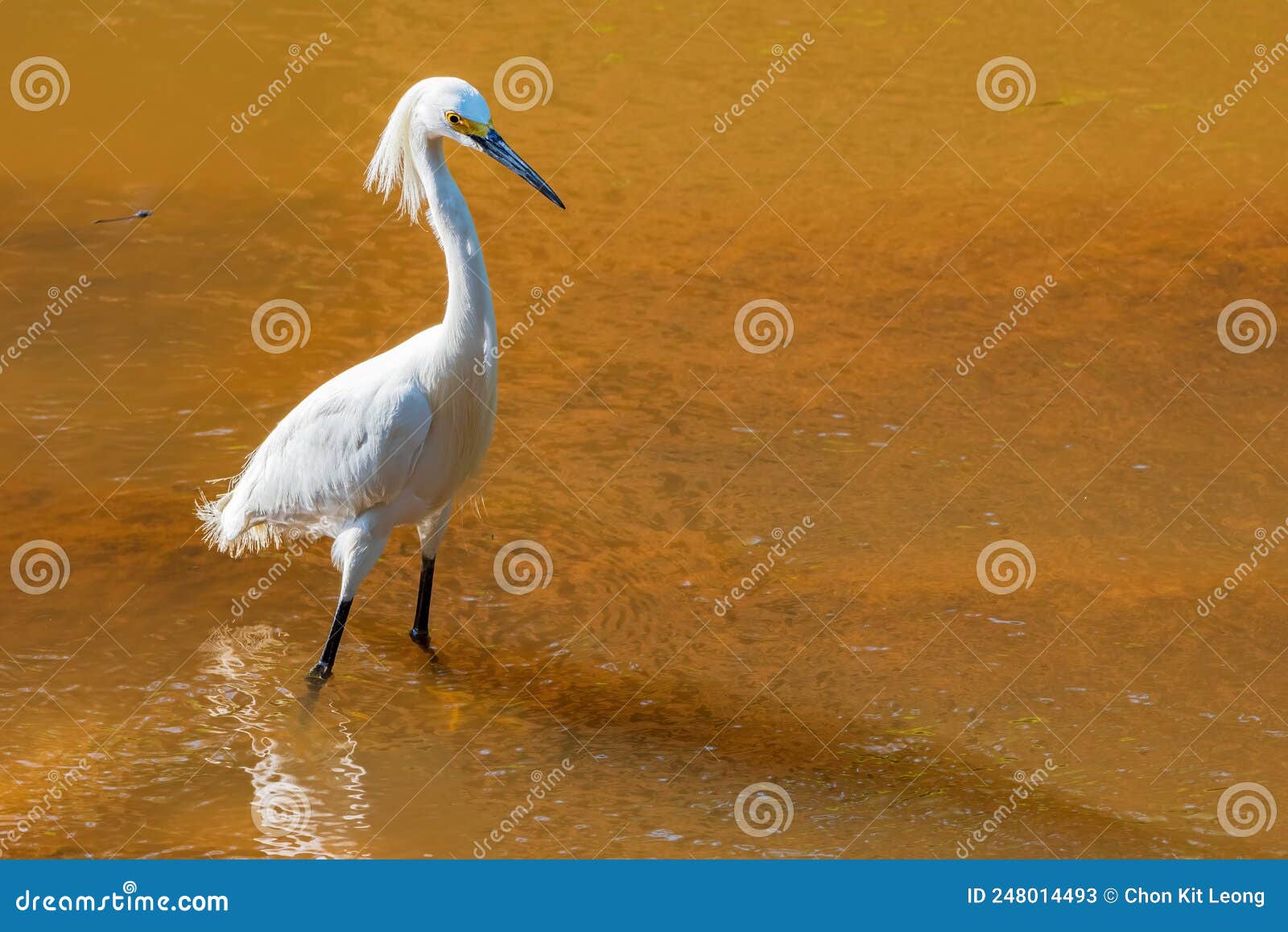 Close up shot of Egret stock image. Image of nature 248014493