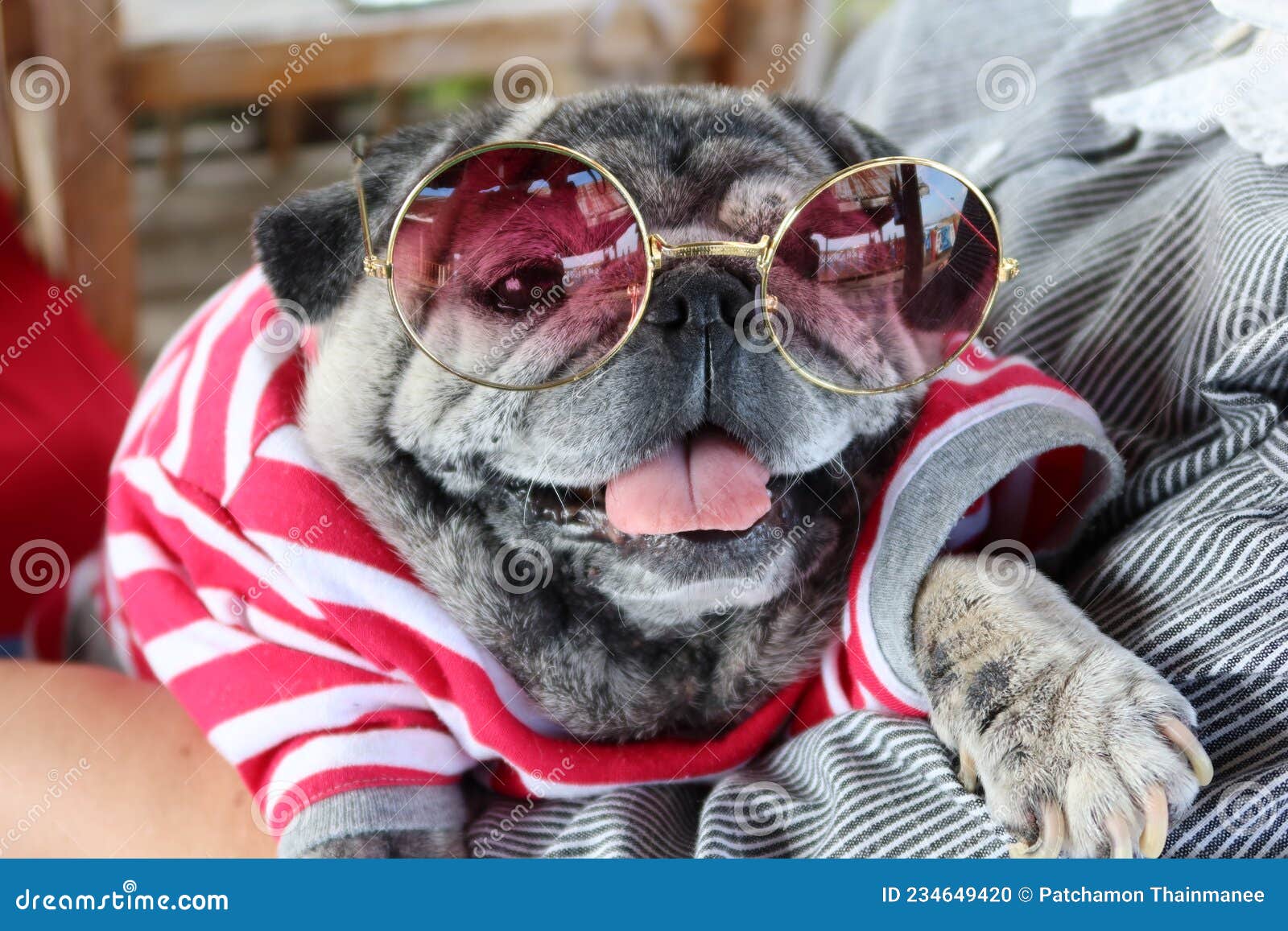 close up shot fat dog s face old smiling good mood showing teeth tongue wearing fashionable glasses 234649420