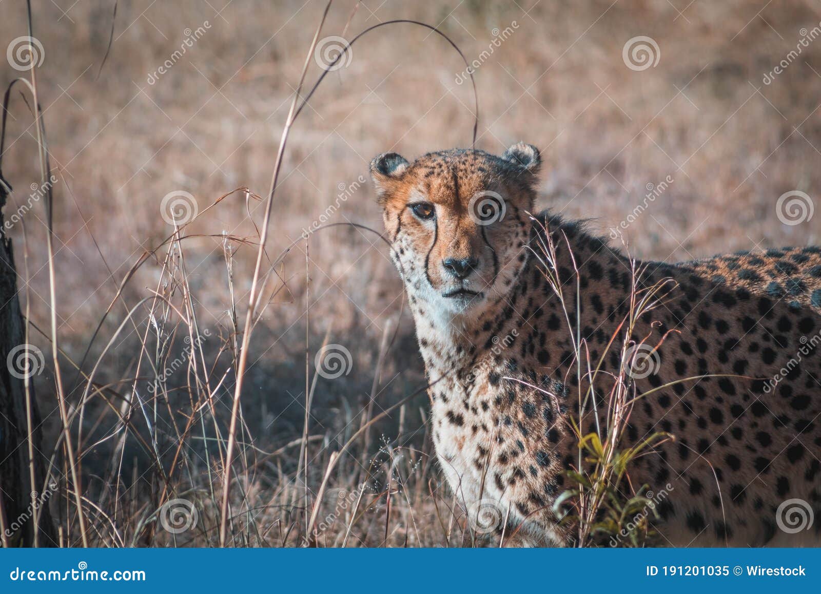close up shot of a feisty african leopard in south african savannah